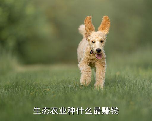 生态农业种什么最赚钱