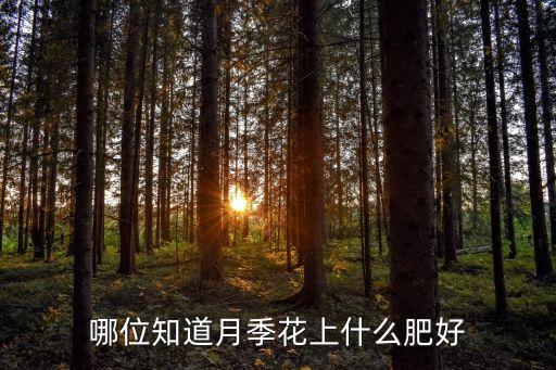 哪位知道月季花上什么肥好