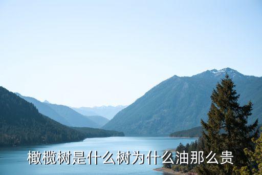 橄榄树是什么树为什么油那么贵