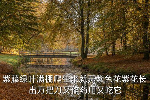 紫藤图片，紫藤绿叶满棚爬生来就开紫色花紫花长出万把刀又作药用又吃它