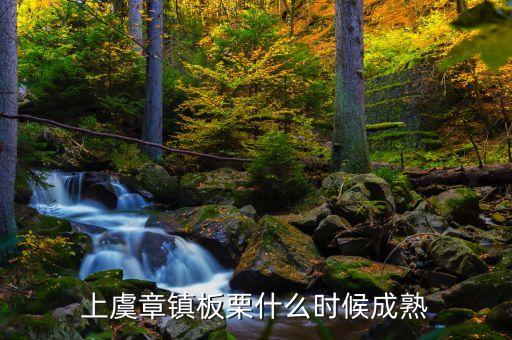 上虞章镇板栗什么时候成熟