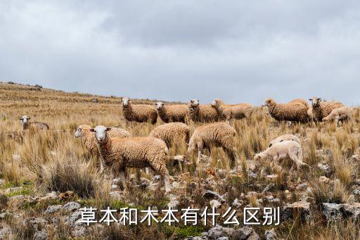 草本和木本的区别，草本与木本怎么区别呢