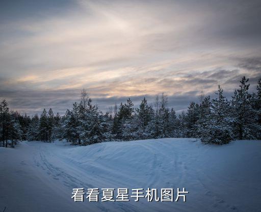 黄花风铃木图片，黄花风铃木生长速度