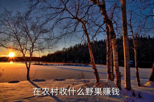 在农村收什么野果赚钱