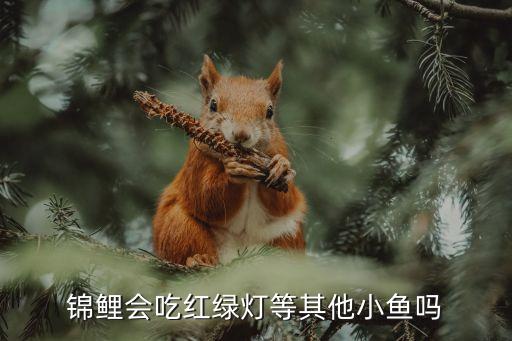 鲤鱼吃小鱼吗，鲤鱼吃小草鱼吗