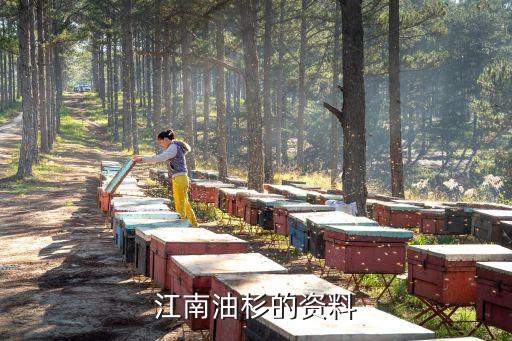 江南油杉，江南油杉的资料