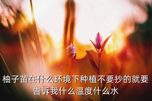 柚子树苗，柚子苗有甚么特点