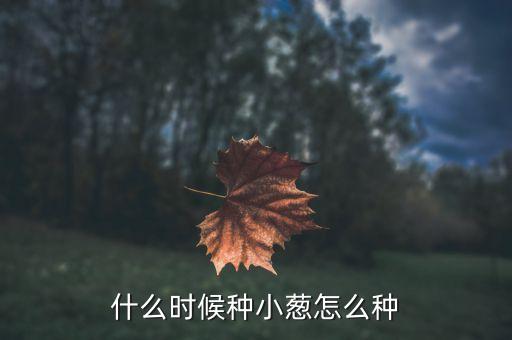 什么时候种小葱怎么种