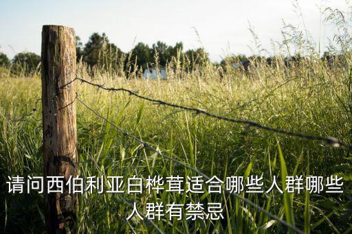 白桦树茸，白桦茸是什么桦褐孔菌白桦茸片好用吗