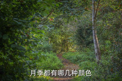 月季都有哪几种颜色