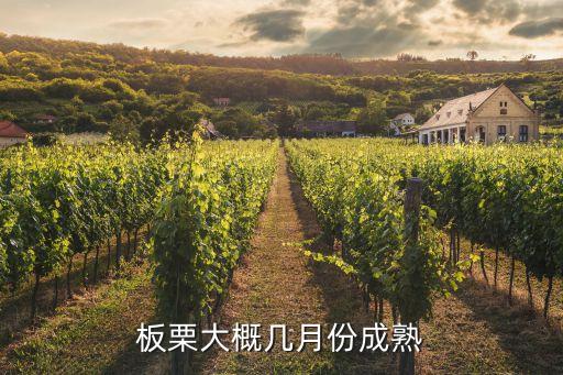 板栗大概几月份成熟