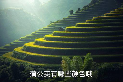 蒲公英花图片，蒲公英有多少种