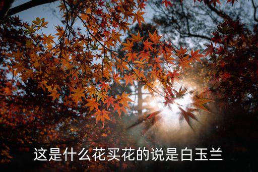 这是什么花买花的说是白玉兰