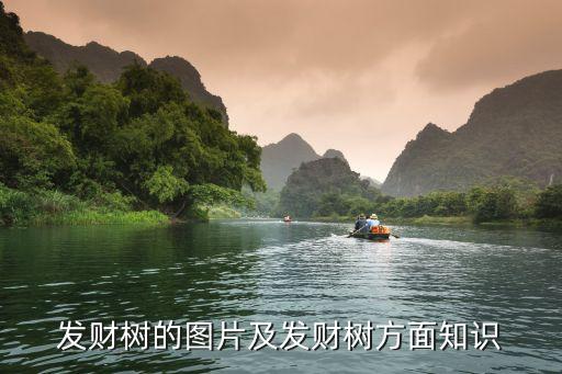 发财树的图片及发财树方面知识