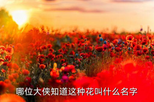 长寿菊图片，哪位大侠知道这种花叫什么名字