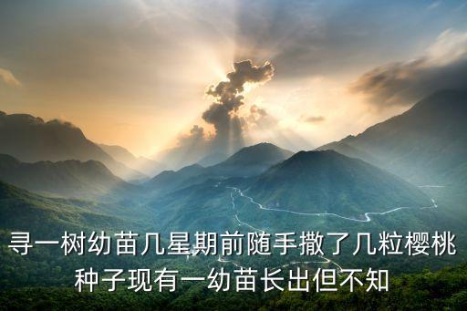 寻一树幼苗几星期前随手撒了几粒樱桃种子现有一幼苗长出但不知