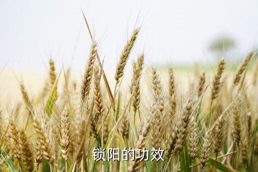 锁阳的功效