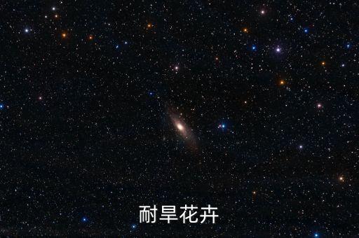 耐旱花卉