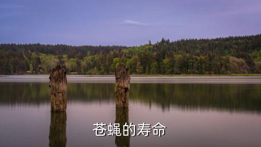 苍蝇的寿命，苍蝇的寿命