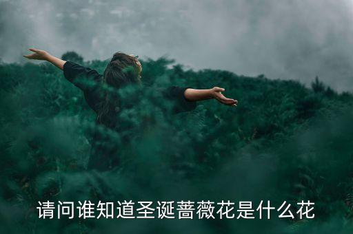 圣诞蔷薇，圣诞蔷薇的花语是什么