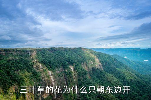 三叶草的花为什么只朝东边开
