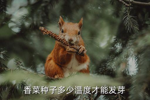 香菜幼苗图片，香菜幼苗像什么
