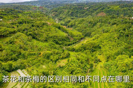茶梅，茶梅树的介绍
