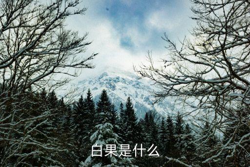 白果是什么