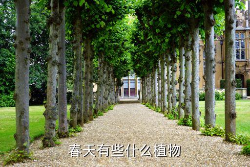 春天的植物，春天有些什么植物