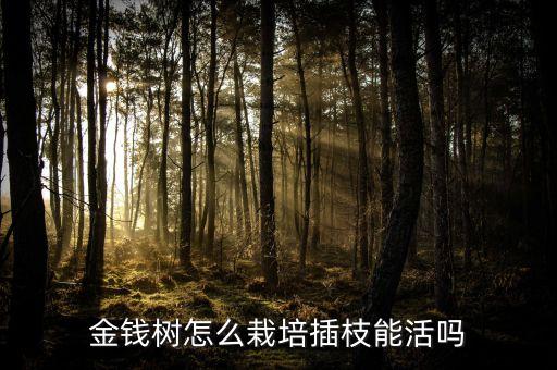 金钱树好养活吗，金钱树好养吗