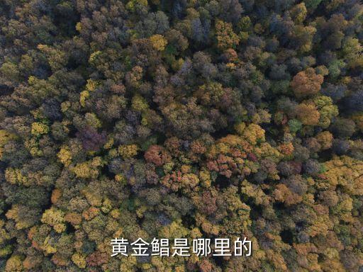 黄金盏，黄金鲳是哪里的