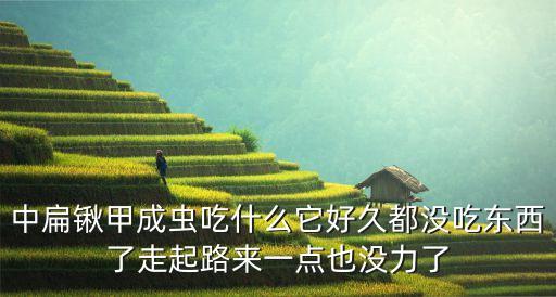 中扁锹甲成虫吃什么它好久都没吃东西了走起路来一点也没力了