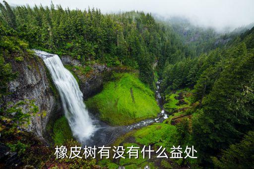 橡皮树图片，橡皮树的摘心是啥时间啥季节