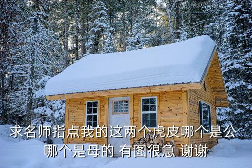 虎头凤公母对照图，关于虎皮鹦鹉公母附图请帮忙鉴定