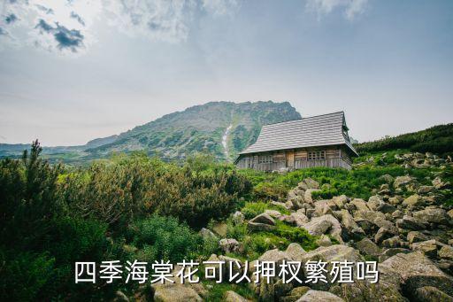 四季海棠花，四季海棠花怎么繁殖