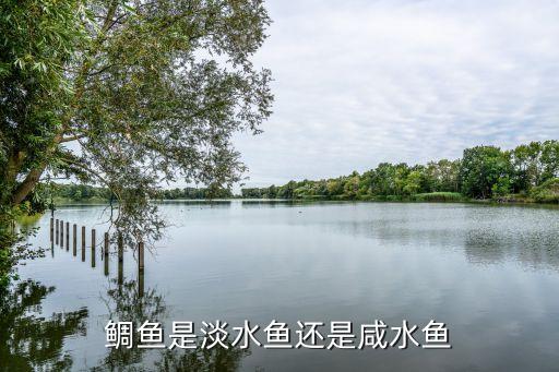 鲷鱼是淡水鱼还是咸水鱼