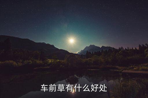 车前草有什么好处