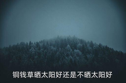 铜钱草需要阳光吗，请问铜钱草喜光吗