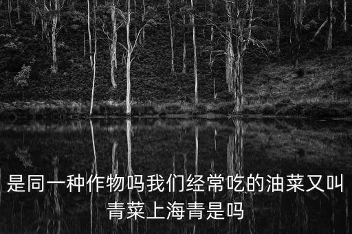 上海青是油菜吗，油菜和上海青是一种菜么还是不同的称呼呢