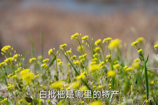 白枇杷是哪里的特产