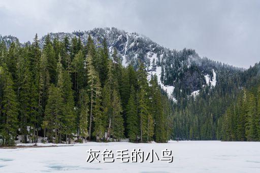 灰色毛的小鸟