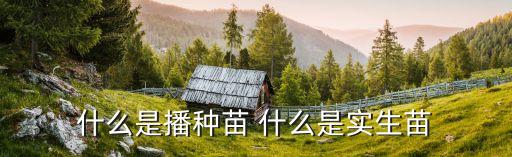 什么是播种苗 什么是实生苗