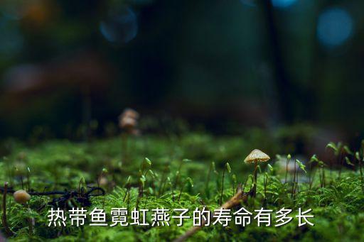 霓虹燕子，霓虹燕子鱼怎么区别公母