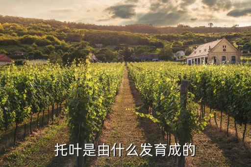 托叶，托叶是由什么发育成的