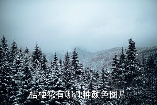 桔梗花有哪几种颜色图片