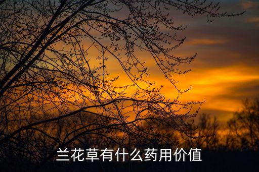 兰花草，兰花草是一种中药吗有什么作用