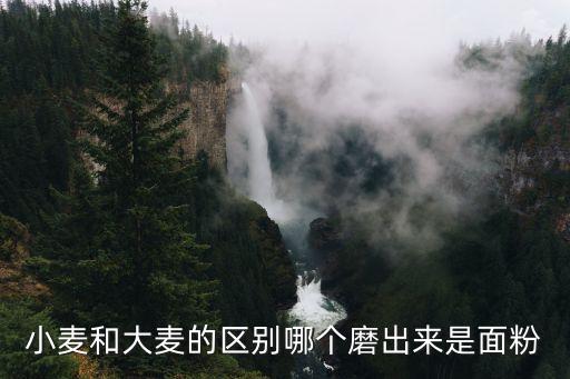 小麦和大麦的区别哪个磨出来是面粉