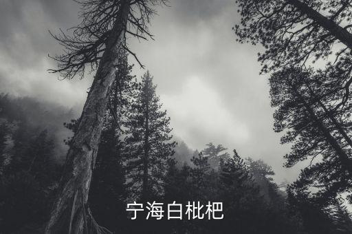 宁海白枇杷
