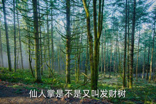 仙人掌是不是又叫发财树
