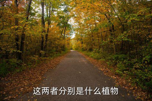 花叶艳山姜，花叶良姜别名是什么